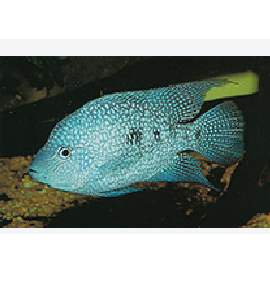 Herichthys Carpintis