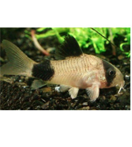 Corydora Panda